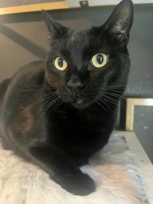 Otis