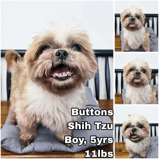 Buttons from Korea