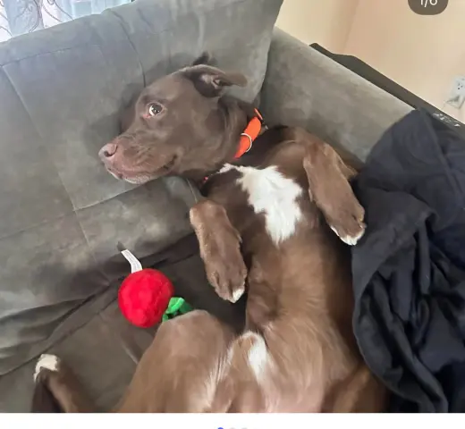 Choco *Courtesy Post* (Albany NY)