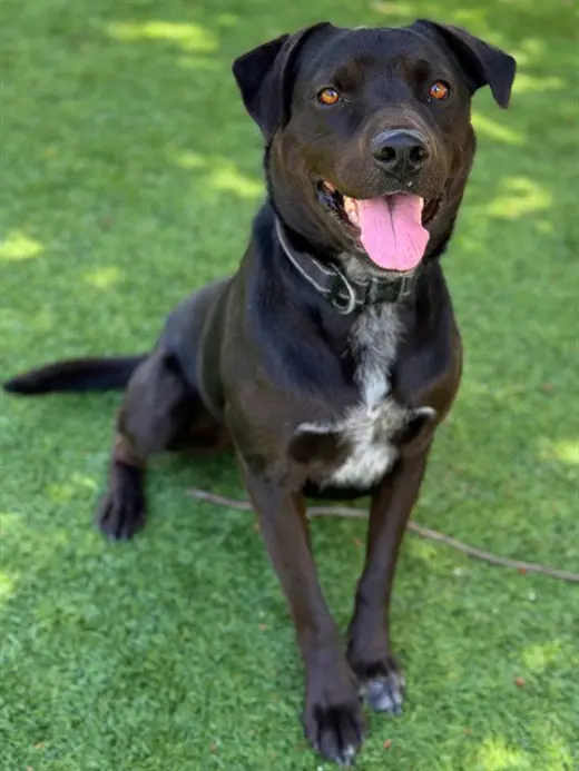 DUKE