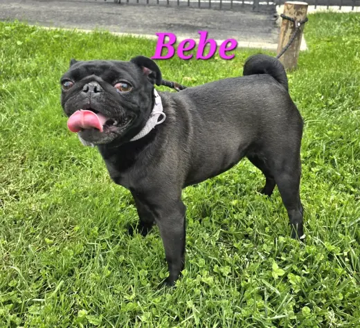 Bebe
