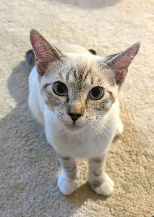 Juliet