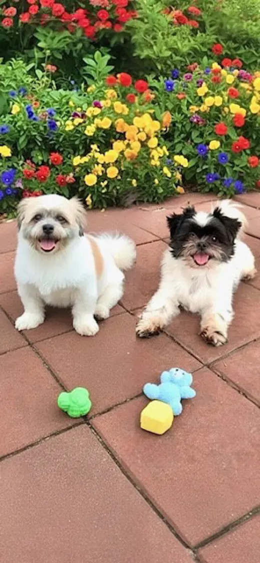 Orville & Prescott