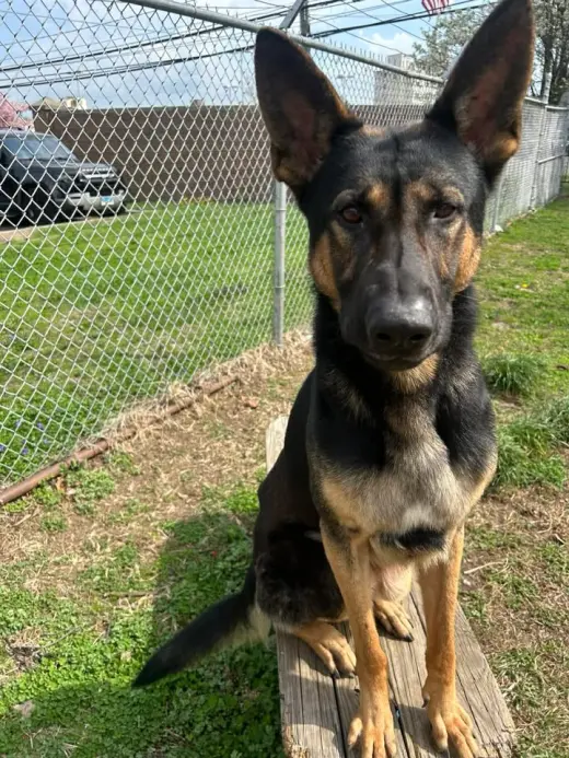 Kash