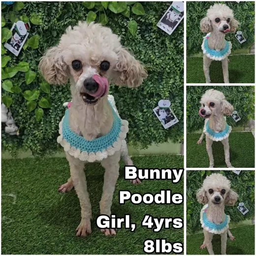 Bunny from Korea