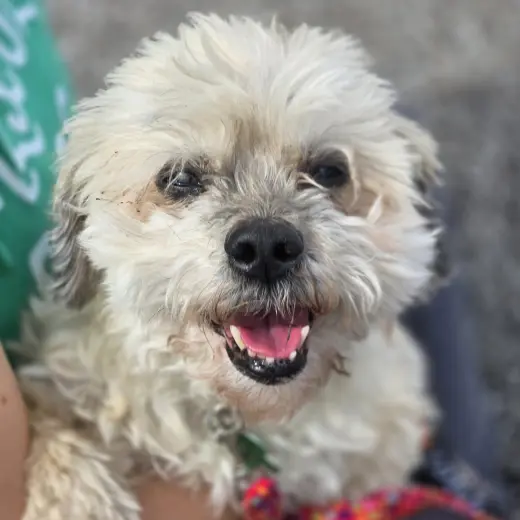 Benji