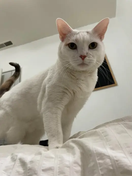 Lizzie