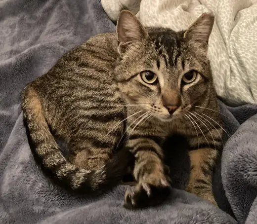 arlo