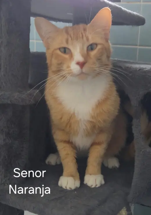 Senor Naranja