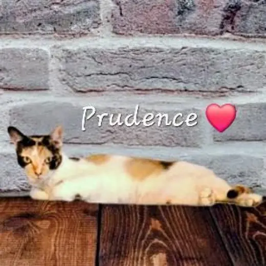 Prudence #striking-calico