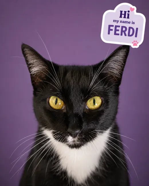 Ferdi (FCID# 04/09/2026 - 55 Trainer)