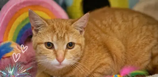 Mango (FCID# 04/09/2026 - 2)
