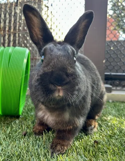 PEPPER