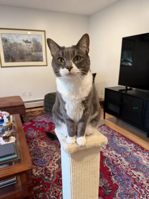 Sophia