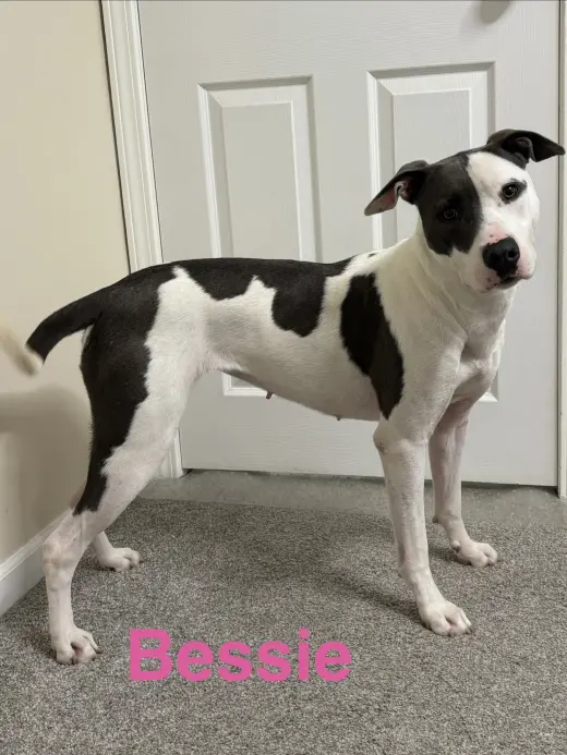 Bessie