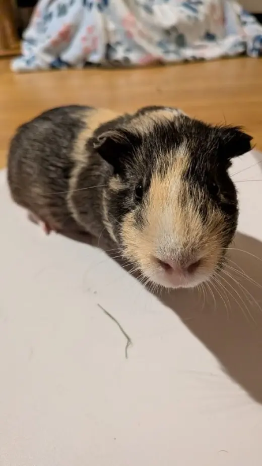 Gus