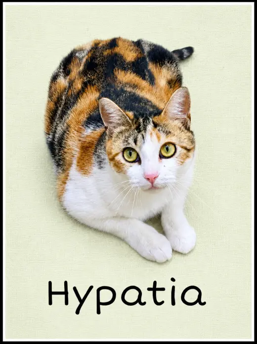 Hypatia (FCID# 03/13/2026-105 Willow Grove, PA)
