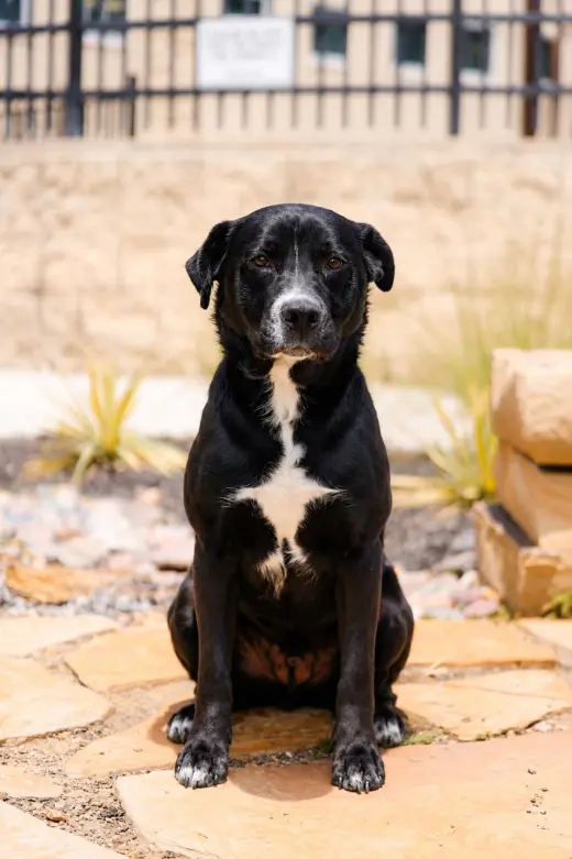 Jett-$75 Adoption Fee! Diamond Dog!