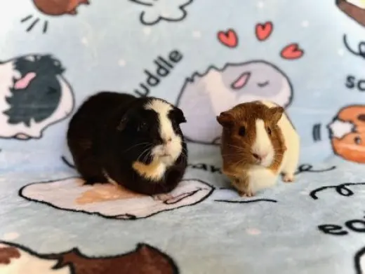 Boba & Pumpkin
