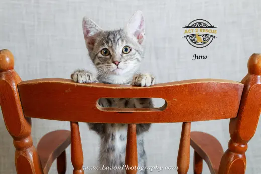 Juno