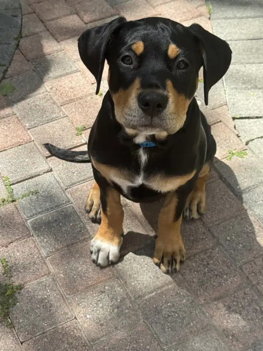 Scout