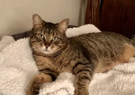 Munchkin