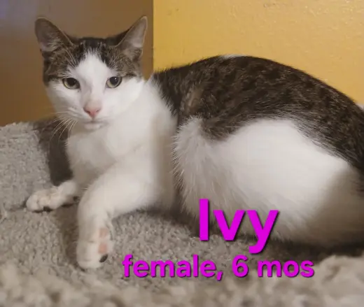 Ivy