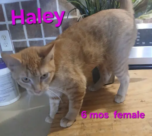 Haley