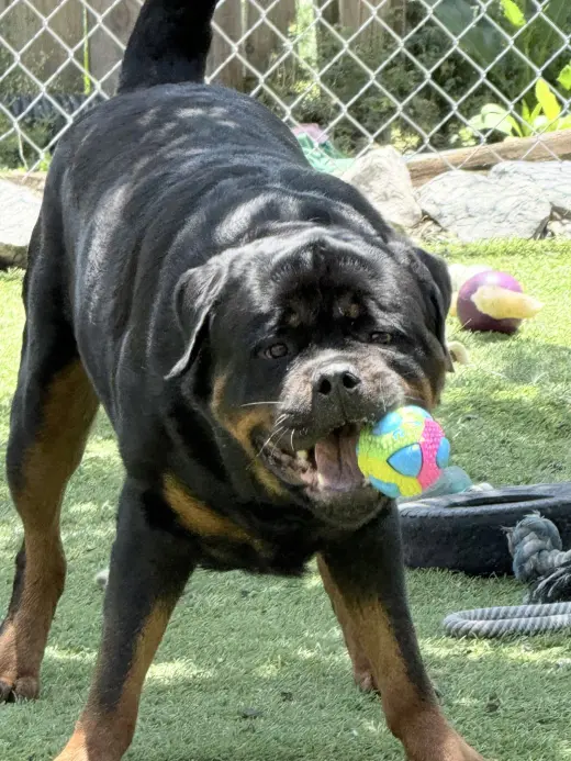 Big Poppa