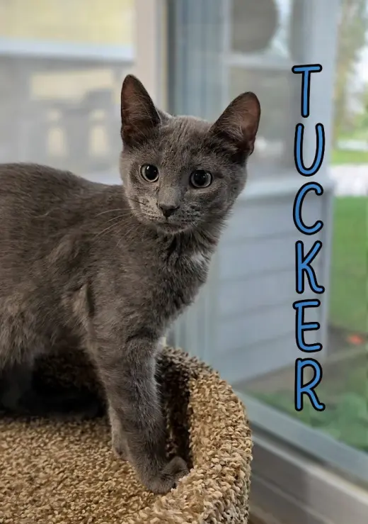 Tucker