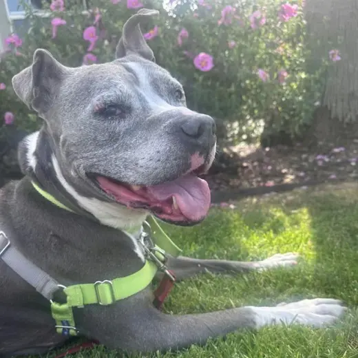 KONA