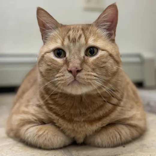 Simba