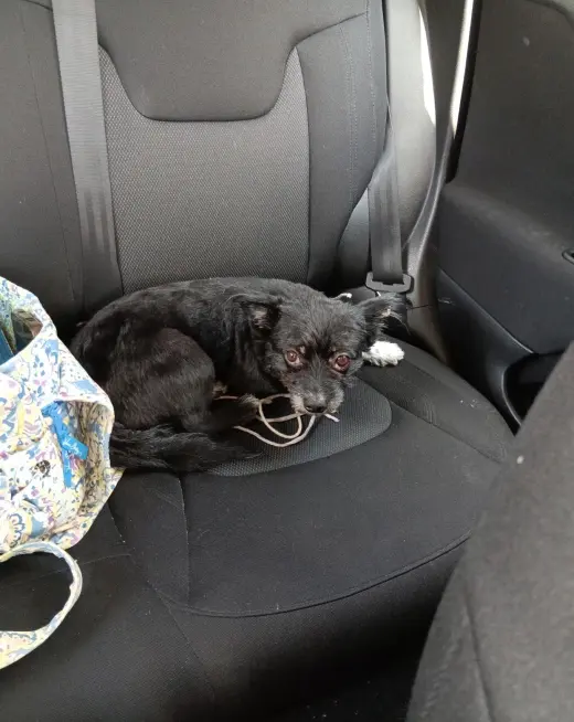 Oreo