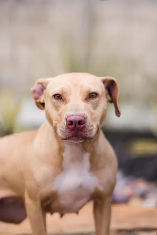 Odessa-$75 Adoption Fee! Diamond Dog!