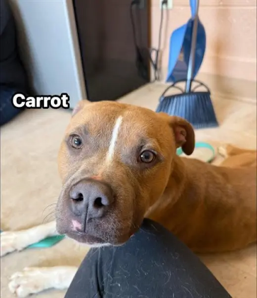 CARROT
