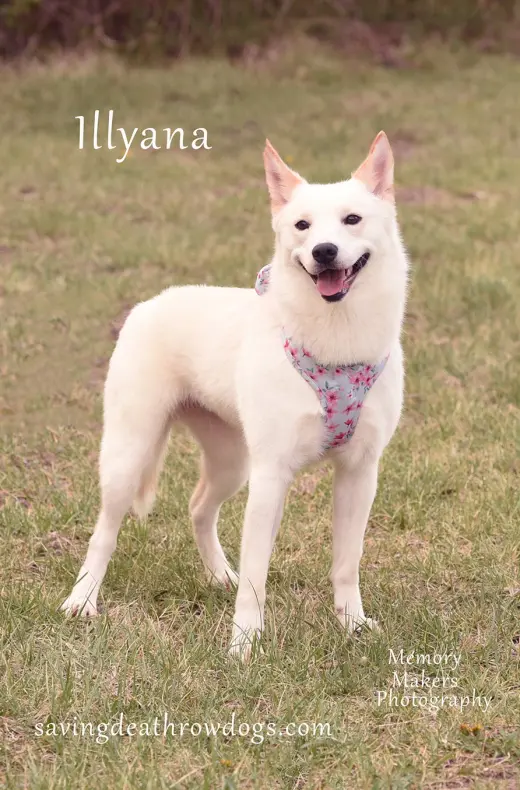 Illyana