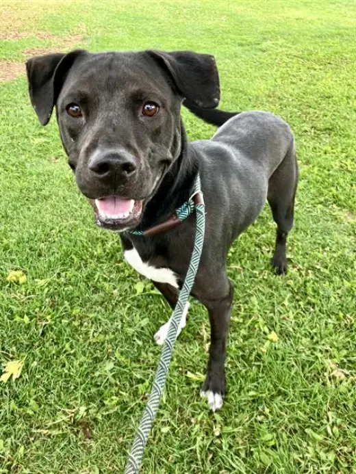 LOKI