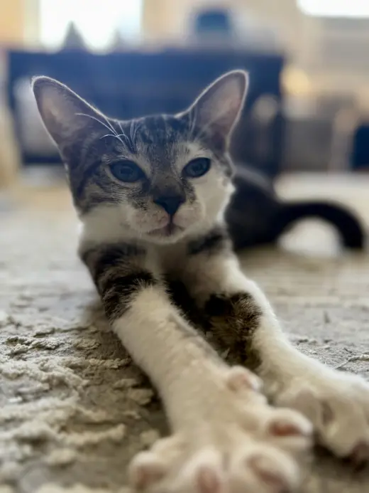 Archie