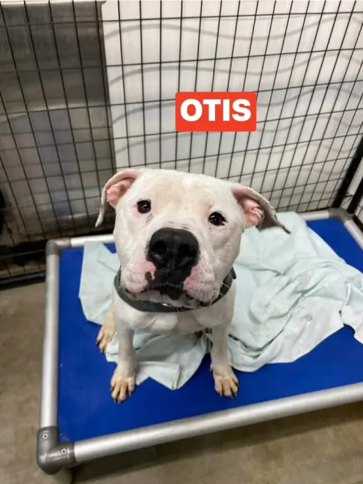 Otis