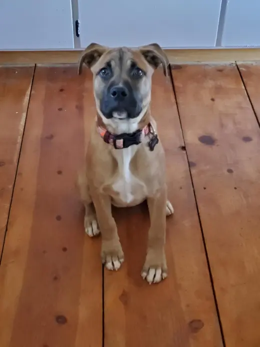 Nala