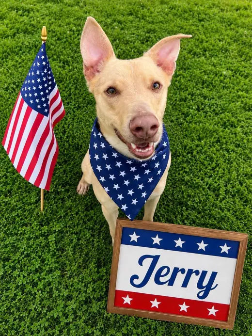 Pound Dog-Jerry #188265 Courtesy Listing