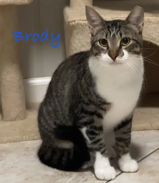 Brody