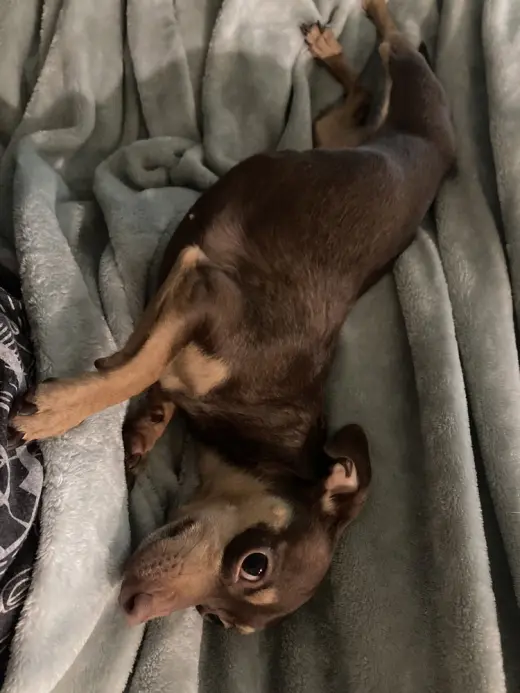Pixie