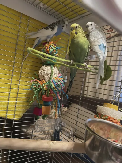 Maverick, Nova, and Malibu