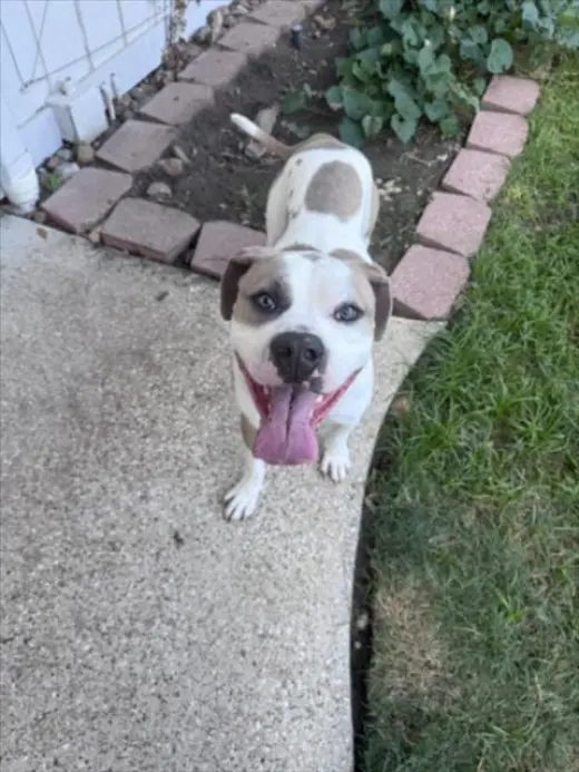 DUKE