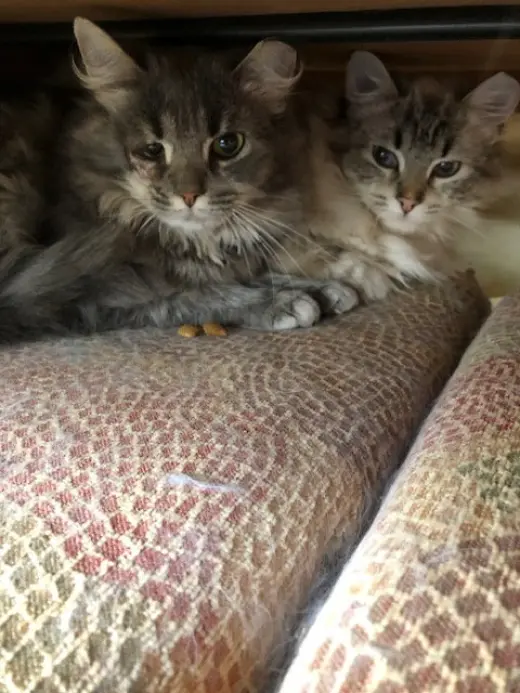 Lance bonded with Lacey