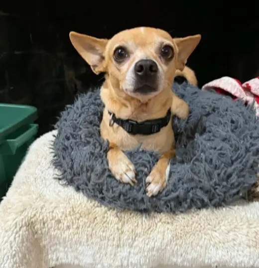 Simba in TX