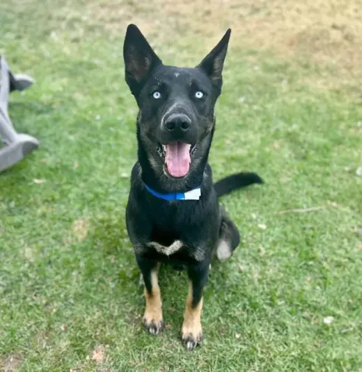 AXEL