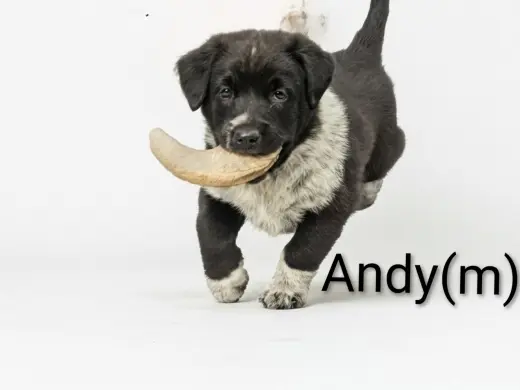 Andy