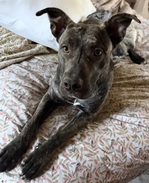 Delta